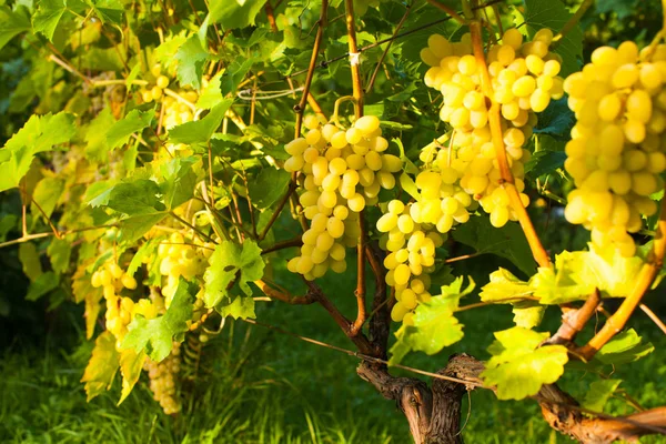 Uvas blancas en un arbusto en el verano al aire libre —  Fotos de Stock