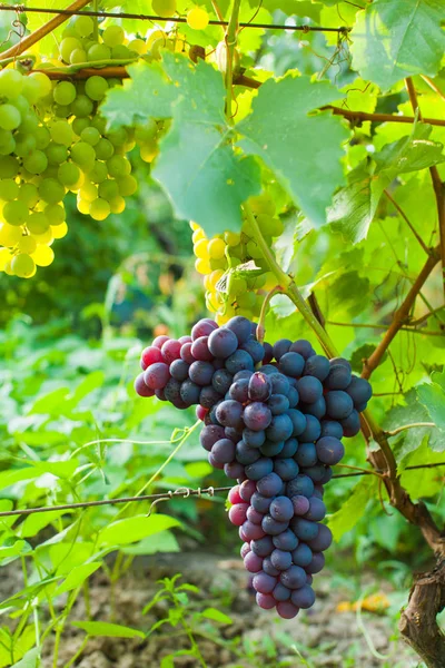 Rode druiven close-up in de zomer buiten — Stockfoto