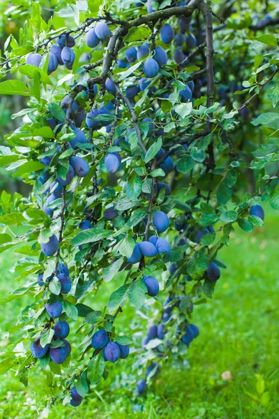 Tree full of blue plums in the summer outdoors