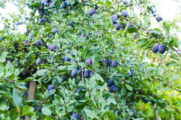 Bonne récolte de prunes bleues en été à l'extérieur — Photo