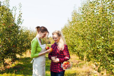 Genç bahçıvanlar onların hasat elma arıyorsunuz