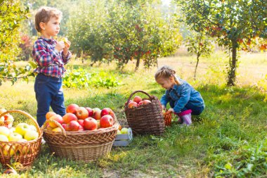 Elma çiftliği bahçesinde çok güzel kız