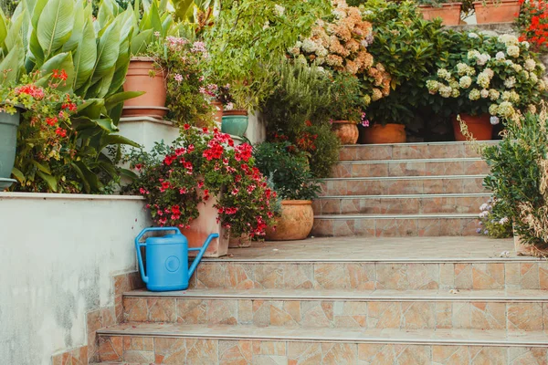 Primavera flores em vaso em um degraus perto da casa — Fotografia de Stock