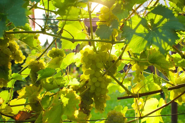 Vita druvor i en solig vacker dag — Stockfoto