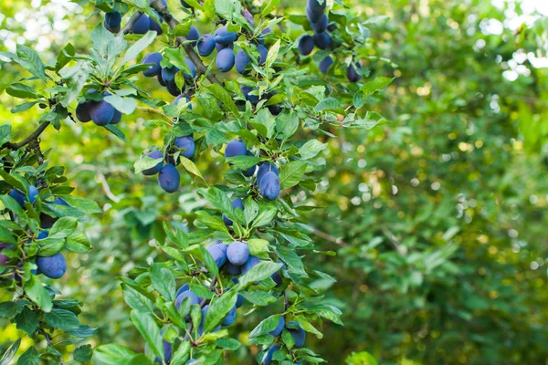 Prunes bleues sur l'arbre en été — Photo