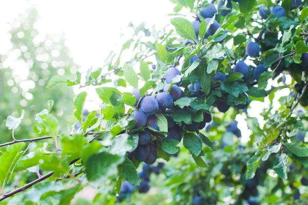 Branche avec prunes bleues charnues en été — Photo