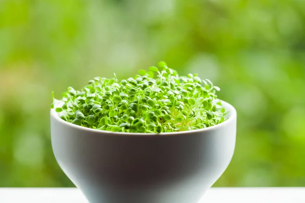 건강 식품 개념, 그릇에 유기 마이크로 녹색 — 스톡 사진