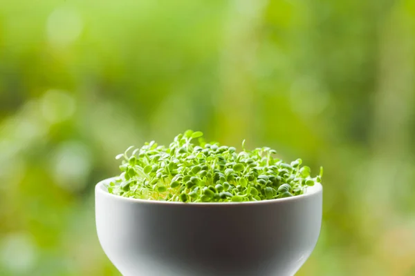 세라믹 그릇에 유기 마이크로 녹색 — 스톡 사진