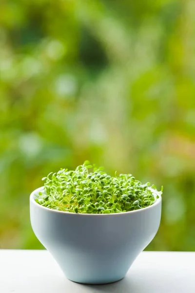 Concepto de micro greens orgánicos con texto de copia — Foto de Stock