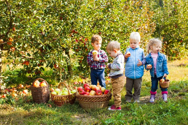 Grupy dzieci przedszkole pomaga wybrać jabłka — Zdjęcie stockowe