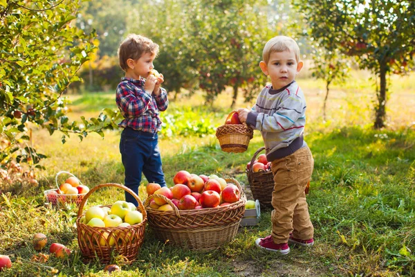 Anak penasaran mengisi keranjang kecilnya dengan apel — Stok Foto