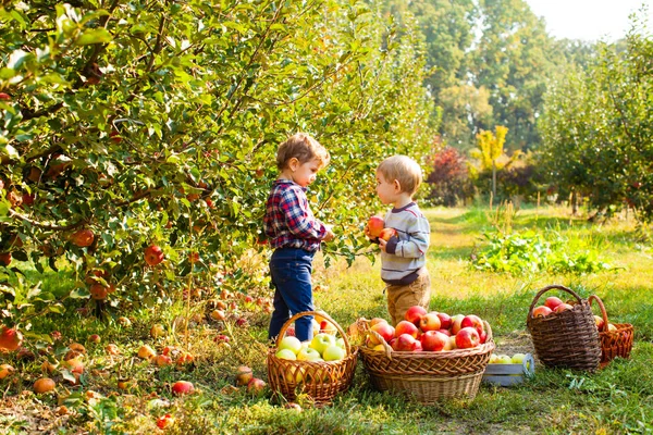 Dwoje dzieci z jabłkami w ich ręce na jesień orchard — Zdjęcie stockowe