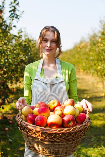 Красотка держит корзину с органическими яблоками — стоковое фото