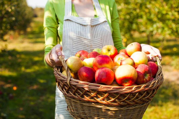 Ung kvinna håller korg med ekologiska äpplen — Stockfoto