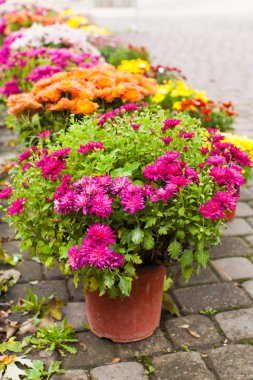 Krizantem çiçek pazarında açık havada çeşitli