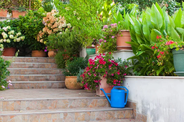 Diversity of flowers and plants on steps leading to the old house