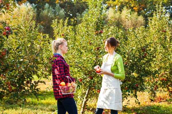 Vackra kvinnor i en solig apple trädgård — Stockfoto