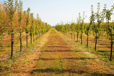 Düz satırları büyüyen genç elma ağaçlarının görünümünü