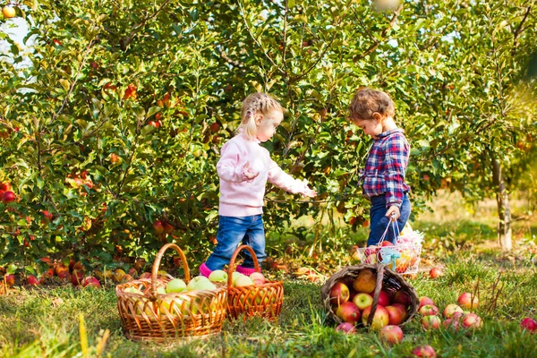 Bedårande systrar på apple farm garden — Stockfoto
