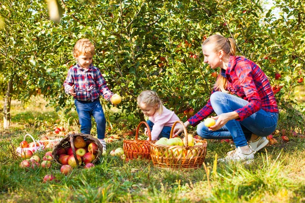 Lärare med förskolebarn plockar äpplen i trädgården — Stockfoto