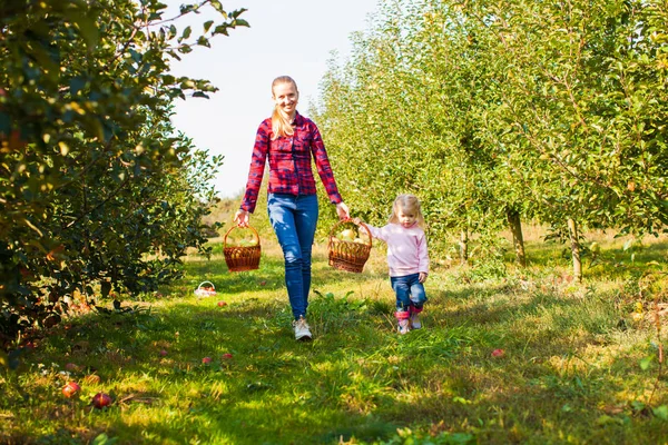 Dziewczynie pomaga matce wybrać jabłka — Zdjęcie stockowe