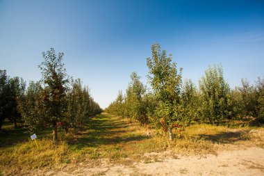 Elma ağaçlarının kreş bahçede büyüyen