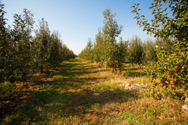 Elma ağaçlarının kreş bahçede büyüyen