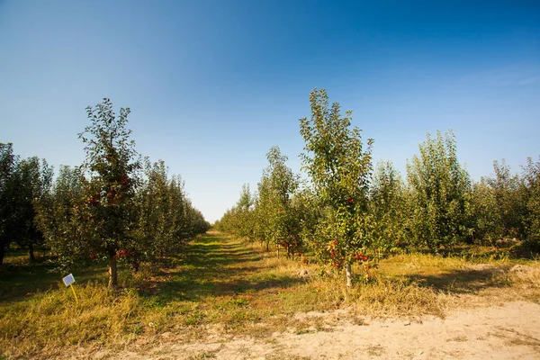 Jabloně rostoucí na zahradě školky — Stock fotografie