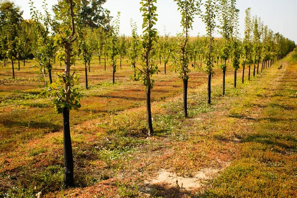 Numerosi giovani alberi di mele presso la fattoria — Foto Stock