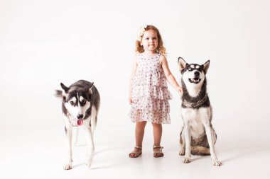 Kız ve iki köpek husky beyaz izole