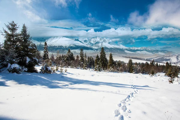 Carpathian mountains in winter, sunny frosty day — Stock Photo, Image