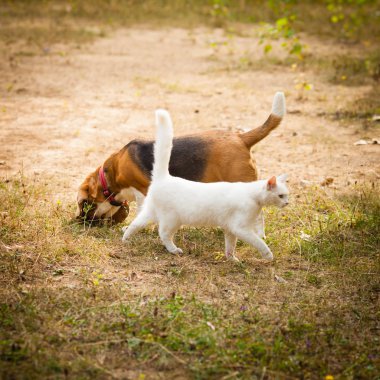 Köpek ve kedi birlikte oynayan çim açık