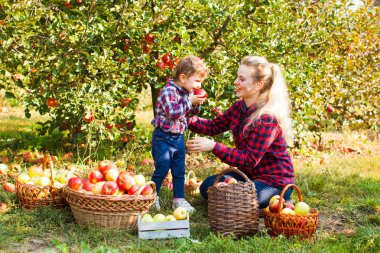 Mutlu gülen kız annesi ile bahçede elma toplama. Aile zaman kavramı