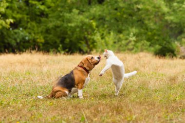 Çok güzel Beagle köpek beyaz Türk Angora kedi ile mücadele görünümünü kapatın. Köpekler dil, ağız açık sırtındaki ayakta kedi pençeleri. Büyüleyici kedi ve köpek etkileşim