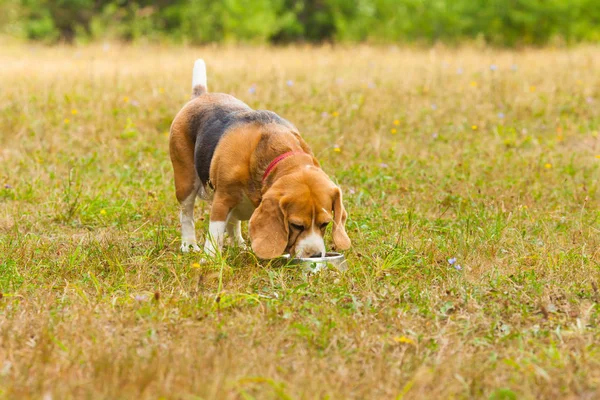 Cute Beagle playing on the grass in summer — Stock Photo, Image