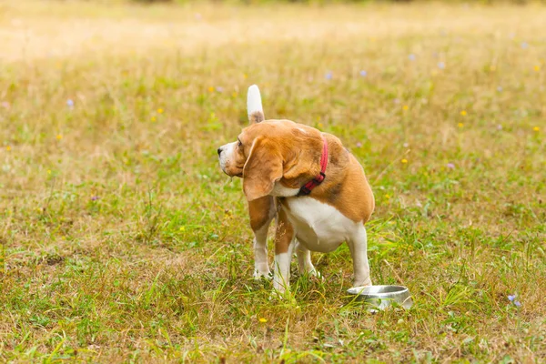 Cute Beagle Dog Playing Grass Drink Water Bowl — Stock Photo, Image