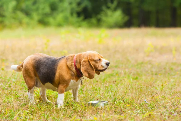 Cute Beagle playing on the grass in summer — Stock Photo, Image