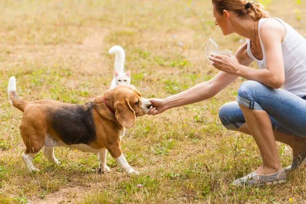 Alimentación de perros y gatos al aire libre en verano — Foto de Stock