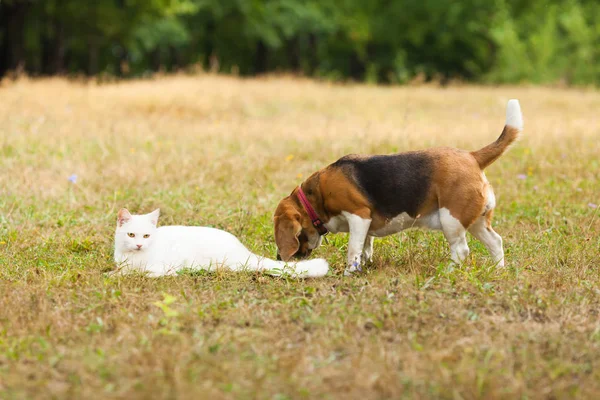 Köpek ve kedi birlikte oynayan açık yeşil çimenlerin üzerinde