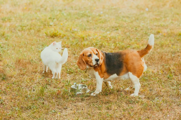 狗和猫一起玩在户外在夏天 — 图库照片