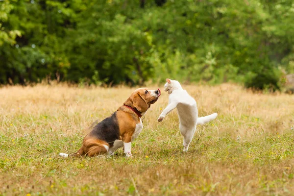 Close View Adorable Beagle Dog Fighting White Turkish Angora Cat — Stock Photo, Image