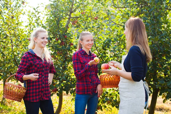 Apple orchard och openspace marknaden på gården — Stockfoto