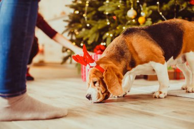 köpek evde Noel ağacının altında
