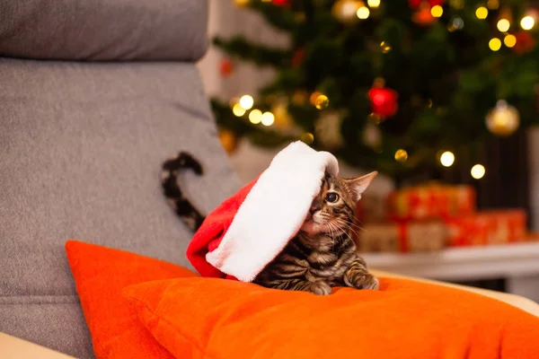 Niedliches Bengal-Kätzchen im Weihnachtsmann auf dem Kopfkissen — Stockfoto