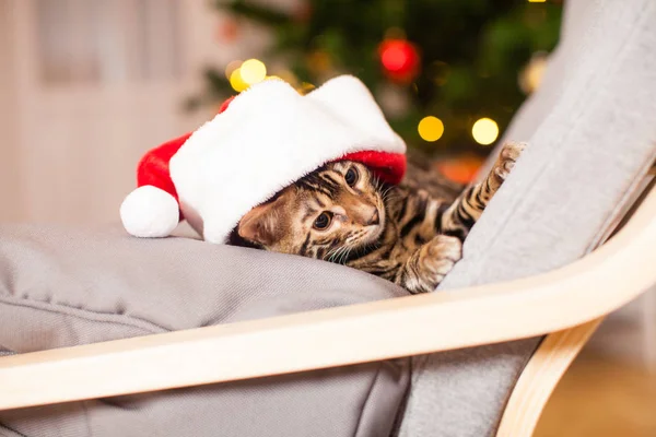 Kleine Bengalkätzchen warten sehnsüchtig auf Weihnachtsmann — Stockfoto