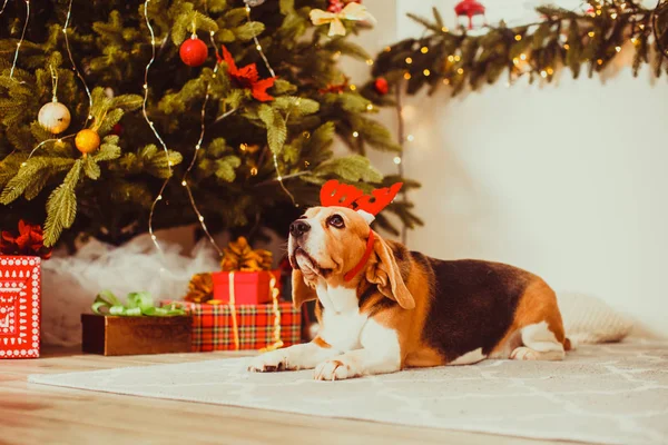 Hund mit Hirschhörnern unter dem Weihnachtsbaum — Stockfoto