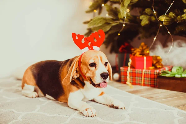 Hund unterm Weihnachtsbaum zu Hause, Beagle-Rasse — Stockfoto