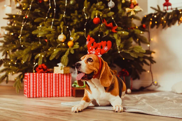 Hund unterm Weihnachtsbaum zu Hause — Stockfoto