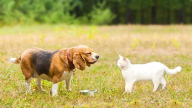 Beagle köpek beyaz bir angora kedi karşılamak