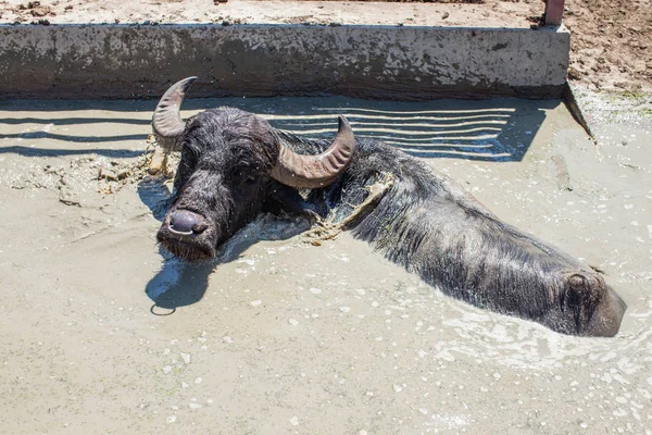 Búfalos em uma fazenda de laticínios no dia ensolarado — Fotografia de Stock